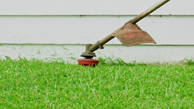 Best Tree Disease Treatment  in Three Rivers, CA